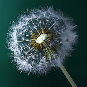 Dandelion - Zen Coaching